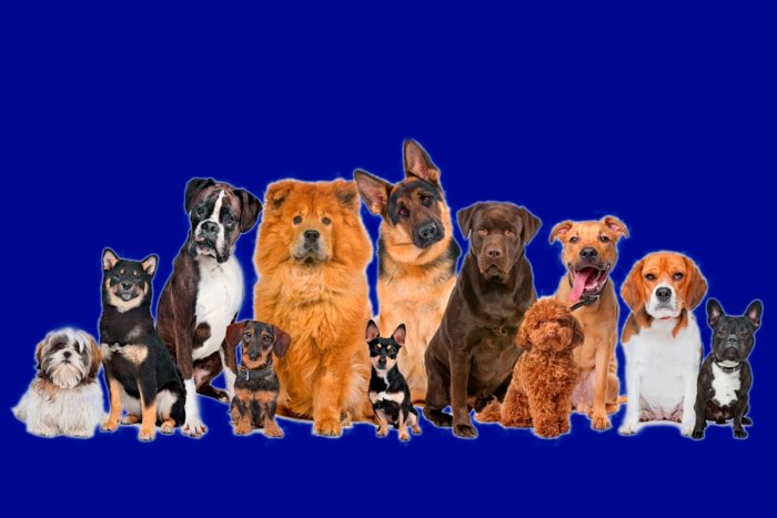 Почему собаки так сильно различаются внутри своего вида по сравнению с другими животными?