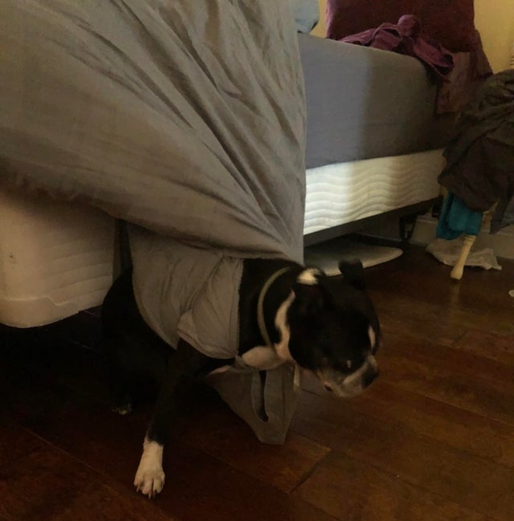 19 самодовольных животных, которые наслаждаются жизнью и плюют на мнение окружающих