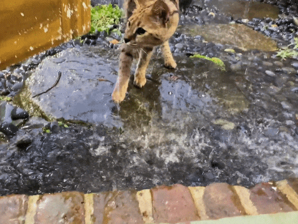 19 самодовольных животных, которые наслаждаются жизнью и плюют на мнение окружающих