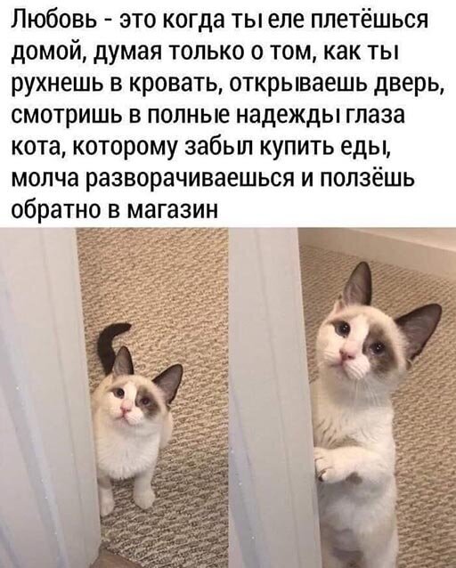 Прикольные и смешные картинки