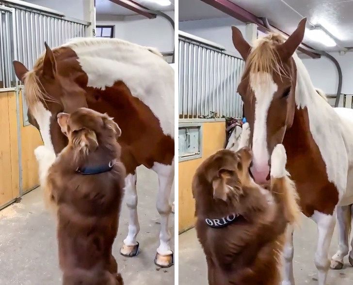 15+ доказательств того, что животные умеют дружить лучше некоторых людей