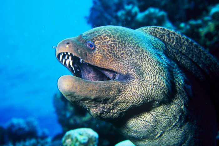 7 рыб способных убить человека 7 рыб способных убить человека