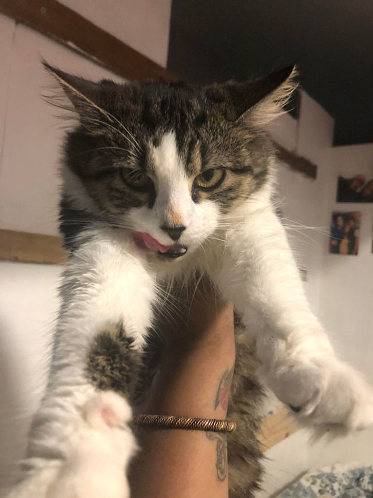 20+ человек, которые хотели завести пушистого друга, а получили 33 несчастья