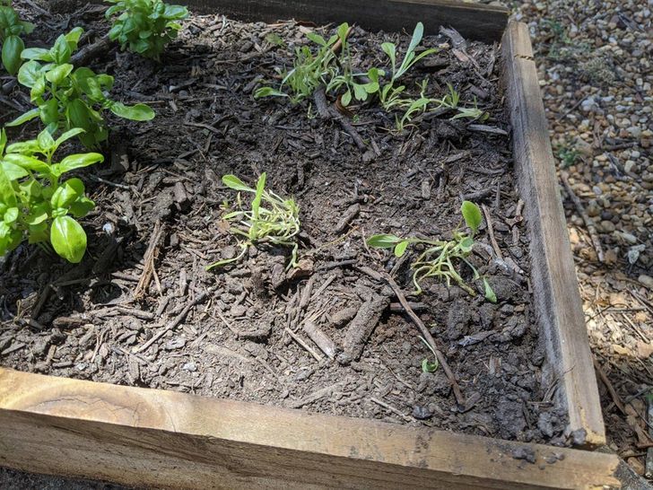 20+ человек, которые хотели завести пушистого друга, а получили 33 несчастья