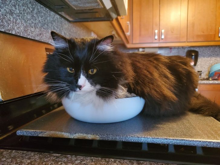 20+ человек, которые хотели завести пушистого друга, а получили 33 несчастья