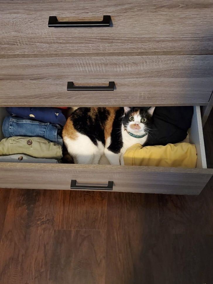 20+ человек, которые хотели завести пушистого друга, а получили 33 несчастья