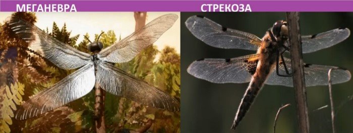 Как выглядят сегодня современники динозавров?