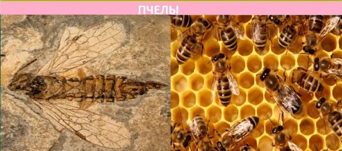 Как выглядят сегодня современники динозавров?