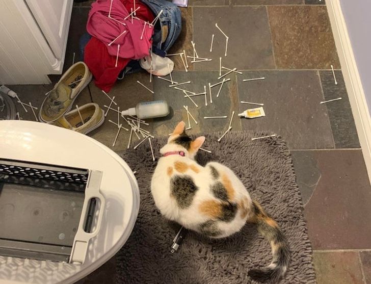 18 пушистых разбойников, которых поймали на горячем, а им хоть бы хны