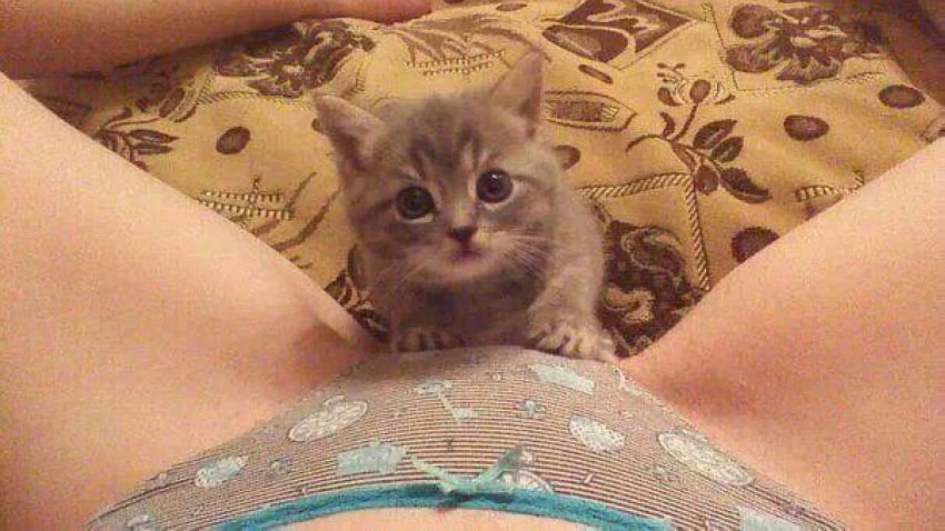 Девушки и котики