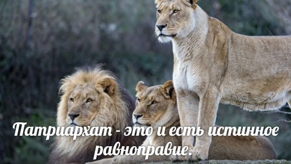 Когда мне говорят, что патриархат несправедлив, я возражаю так: Патриархат - это и есть истинное равноправие.