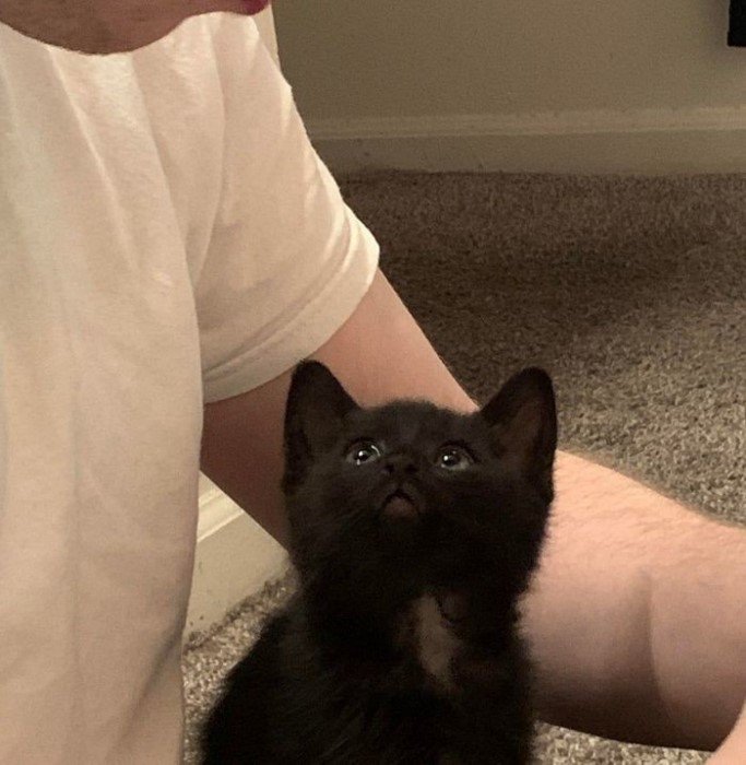 Эти питомцы так сильно любят своих хозяев, что становится завидно