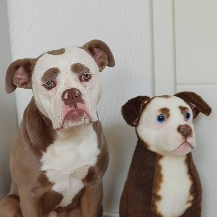 15 кошек и собак с уникальным окрасом