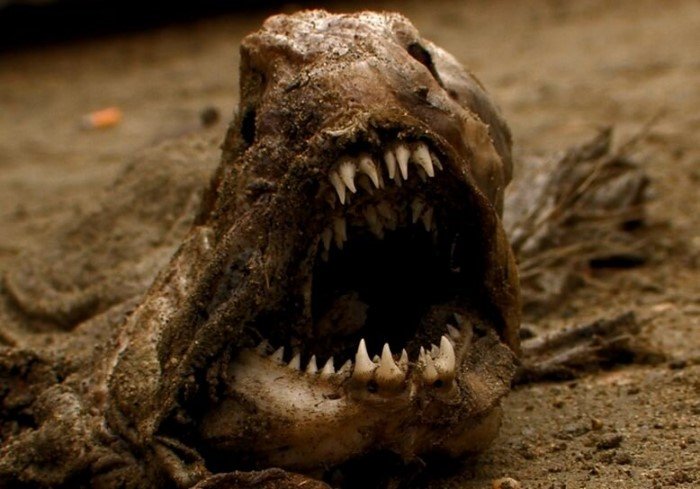 Какое животное самое страшное на Земле? Какое животное самое страшное на Земле?