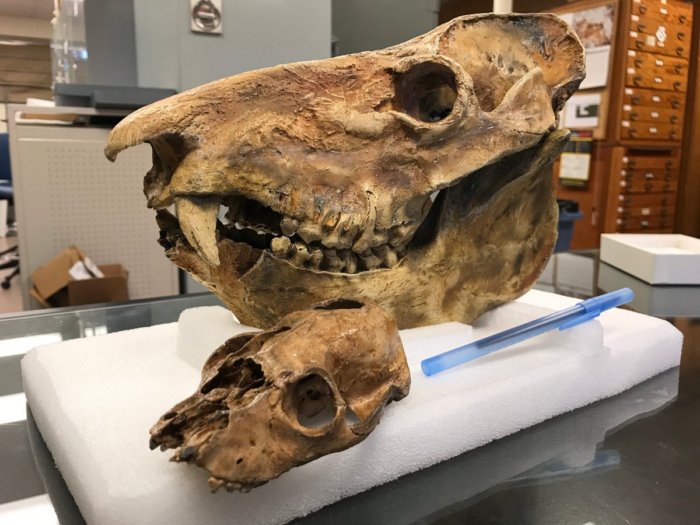 Мегаладапис: 50% челюстей и 1% мозга. Ленивый лемур, который умер из-за своей глупости