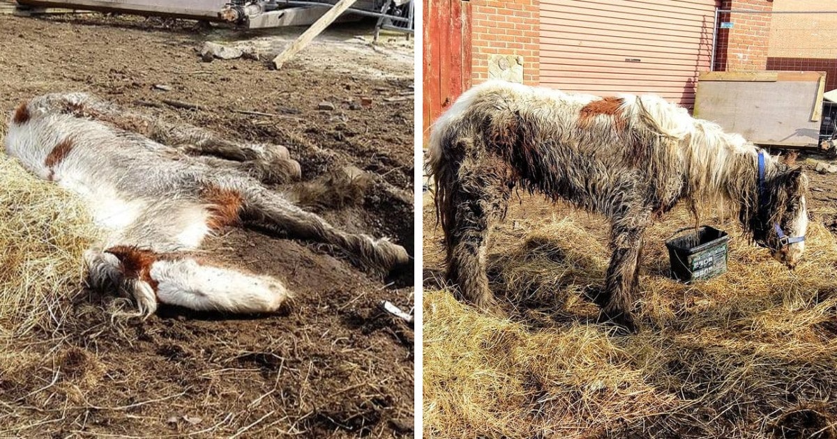 Волонтёры спасли лошадь, которую уже посчитали погибшей. Но она выжила и показала, какой красавицей может быть