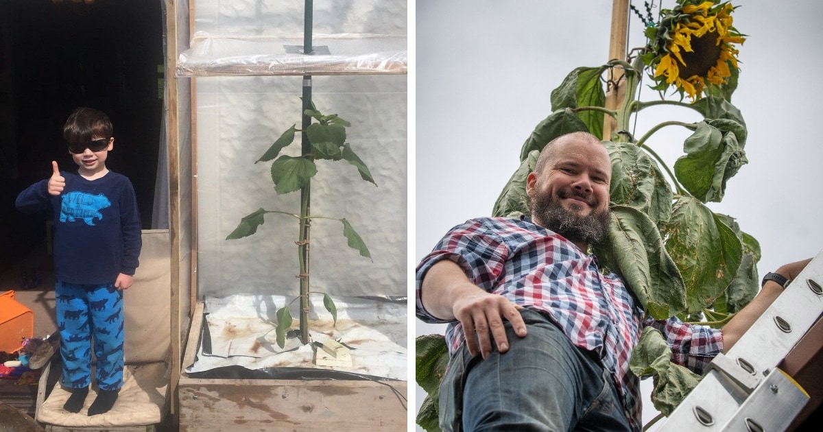 Сын попросил отца вырастить подсолнух-гигант. Он хотел, чтобы цветок был высотой с дом, но папа перестарался