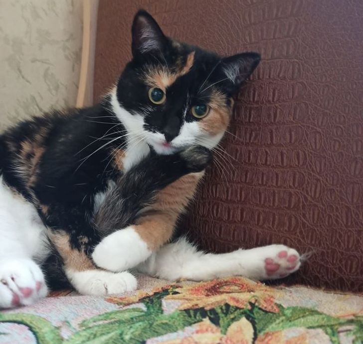 20 трогательных фото животных, которые выиграли билет в лучшую жизнь