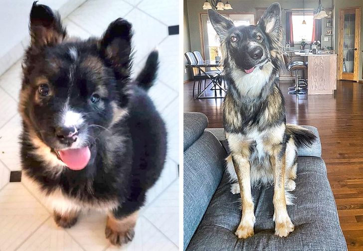 20 трогательных фото животных, которые выиграли билет в лучшую жизнь