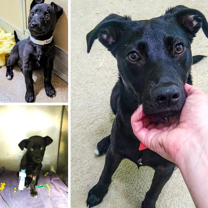 20 трогательных фото животных, которые выиграли билет в лучшую жизнь