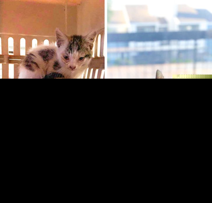 20 трогательных фото животных, которые выиграли билет в лучшую жизнь