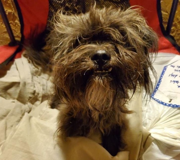 20 трогательных фото животных, которые выиграли билет в лучшую жизнь