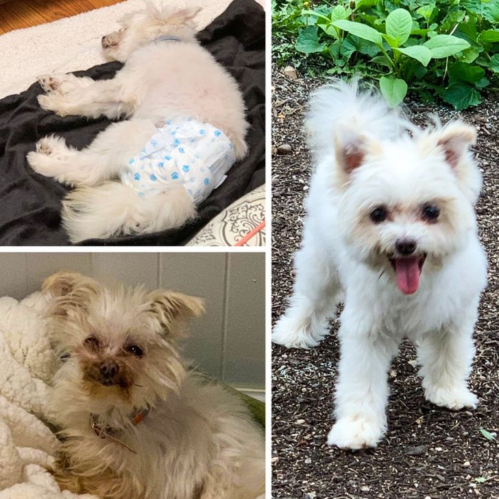 20 трогательных фото животных, которые выиграли билет в лучшую жизнь