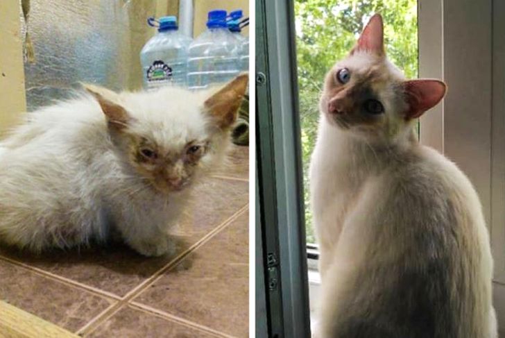 20 трогательных фото животных, которые выиграли билет в лучшую жизнь