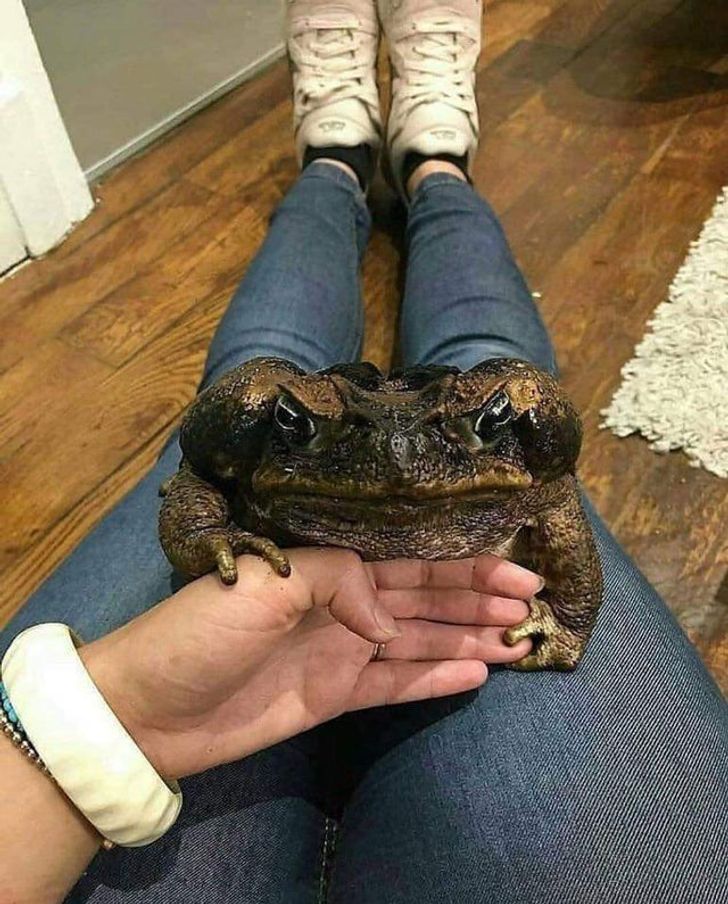 15+ вещей и животных, от реального размера которых глаза на лоб полезут