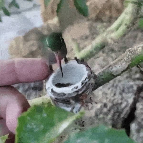 15+ вещей и животных, от реального размера которых глаза на лоб полезут