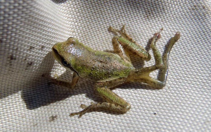 Рибеиря: Паразит, от которого у носителя вырастает много новых конечностей