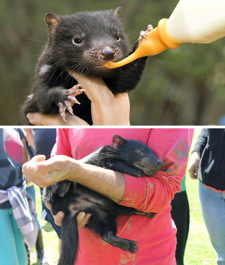 14 представителей животного мира, которые только притворяются лапочками