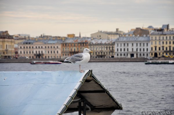 Питер.  Вот где душой отдыхать...