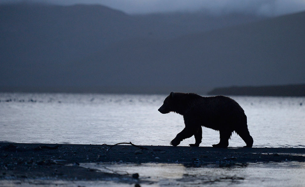 Медведи на камчатке