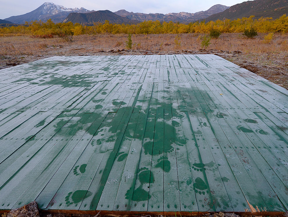 Медведи на камчатке