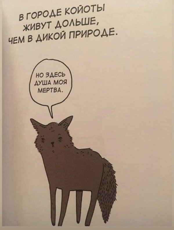 Грустные факты о животных, от которых становится смешно