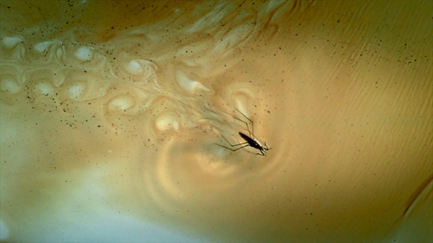 Фото №9 - 9 явлений, которые никогда не увидит глаз, но которые можно сфотографировать