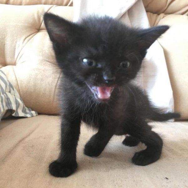 Концентрат зла!