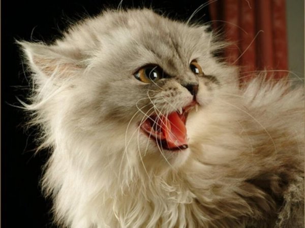 Концентрат зла!