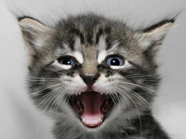 Концентрат зла!