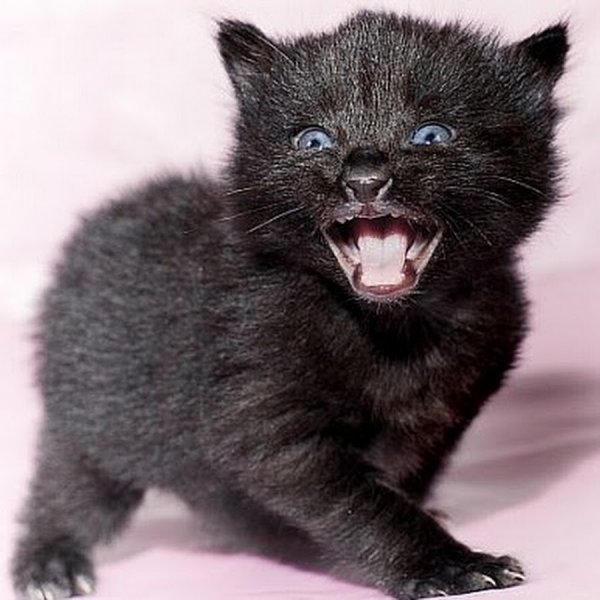 Концентрат зла!