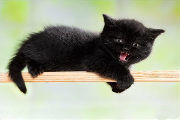 Концентрат зла!