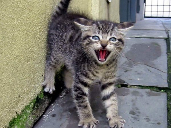 Концентрат зла!