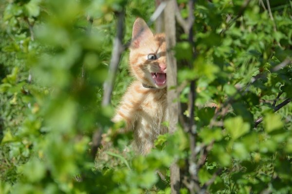 Концентрат зла!