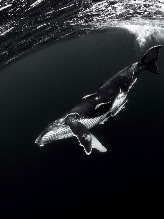 Лучшие черно-белые фотографии 2020