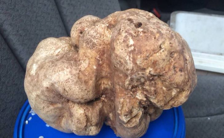 12 неожиданных фактов о Хорватии, которые удивляют и влюбляют в эту страну одновременно