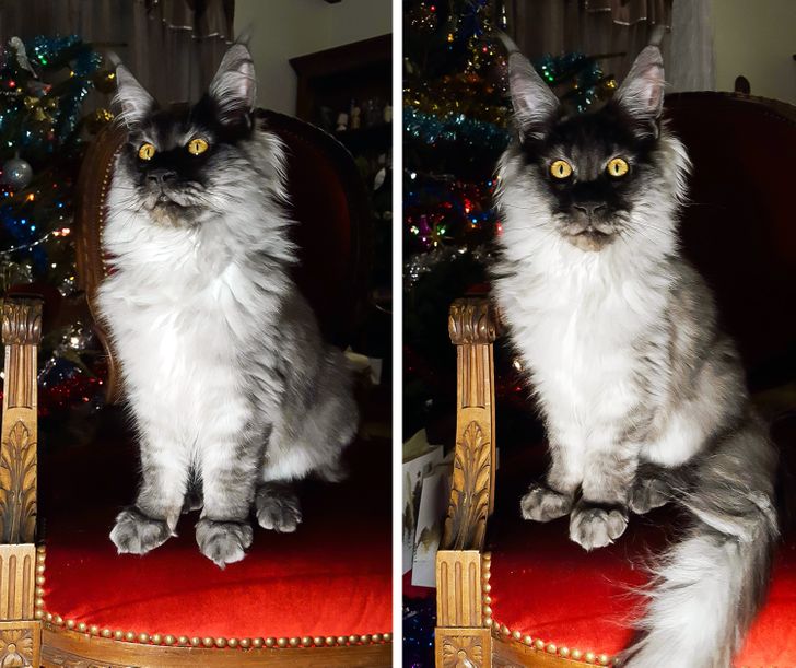 19 животных, которым природа хотела добавить изюминку, но случайно высыпала весь пакет