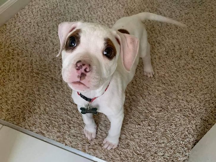 19 животных, которым природа хотела добавить изюминку, но случайно высыпала весь пакет