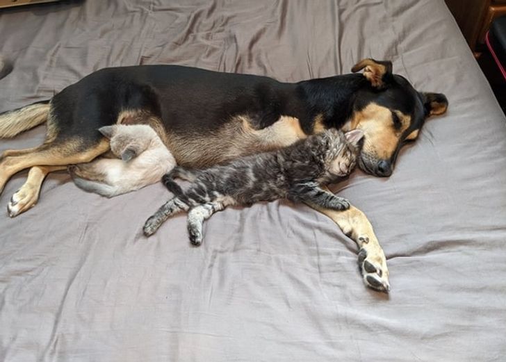 15+ пушистых соседей по квартире, которые доказали, что у дружбы нет границ