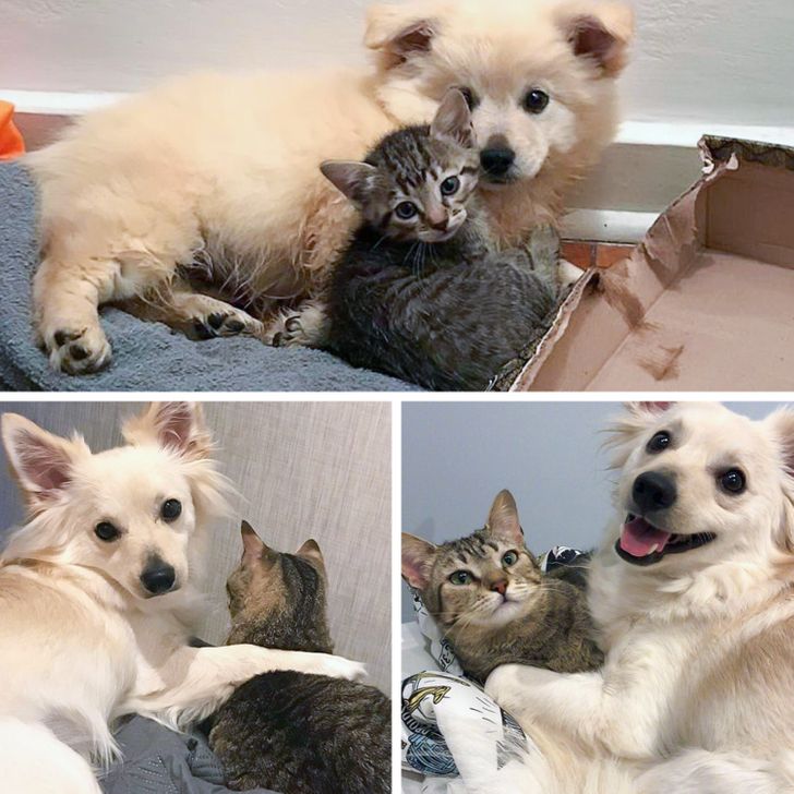 15+ пушистых соседей по квартире, которые доказали, что у дружбы нет границ